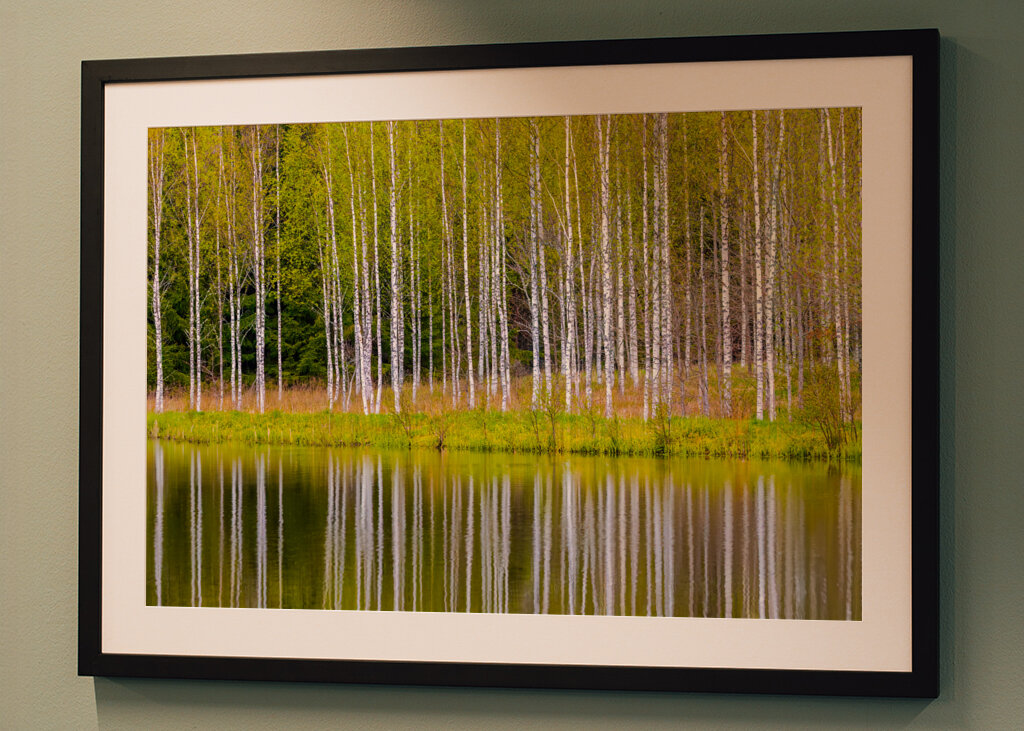 Birches self-reflecting 