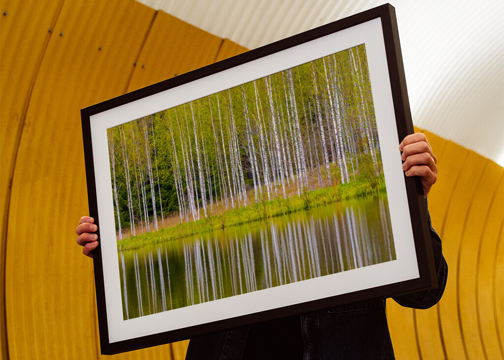 Birches self-reflecting 