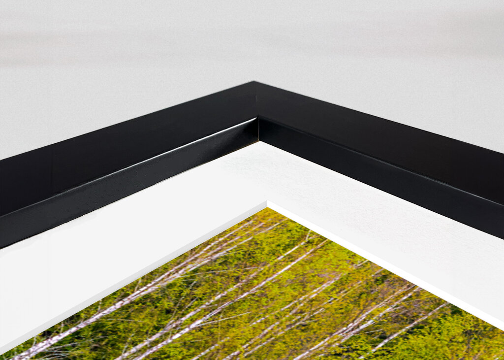 Birches self-reflecting 