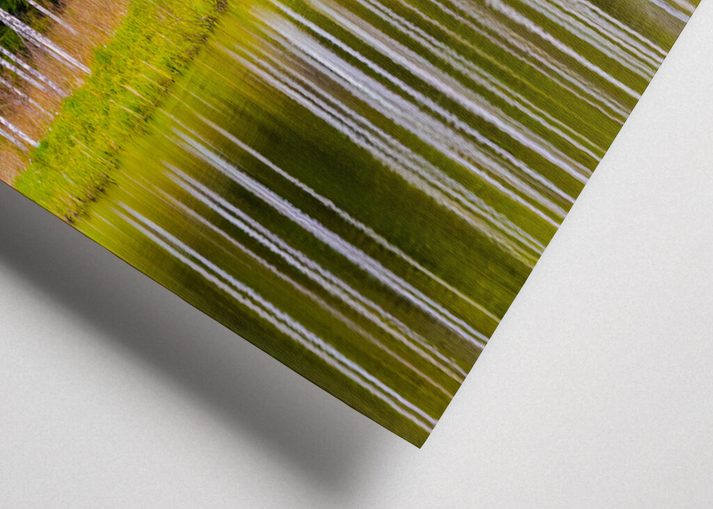 Birches self-reflecting 