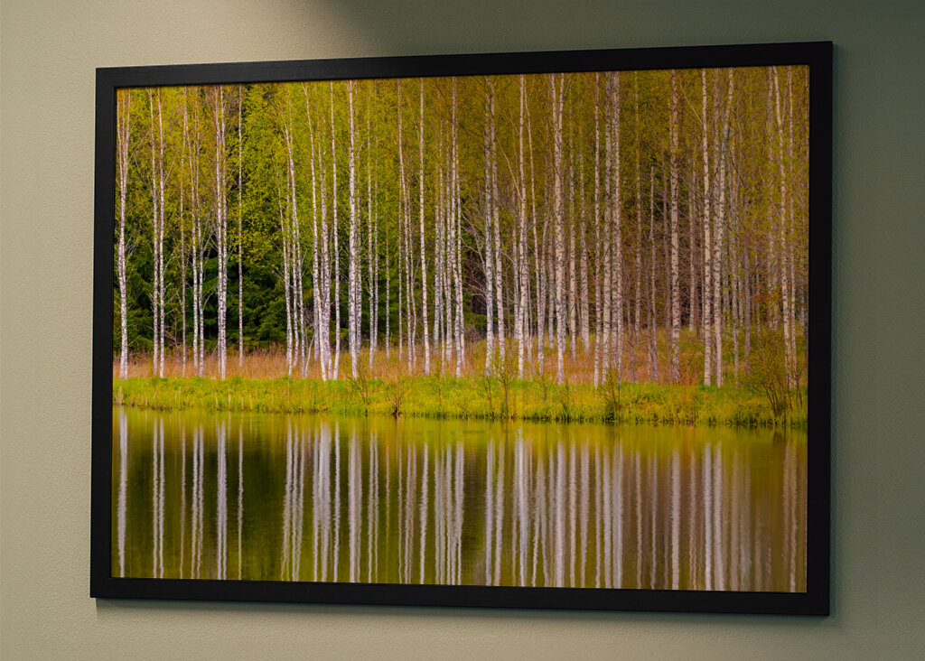 Birches self-reflecting 