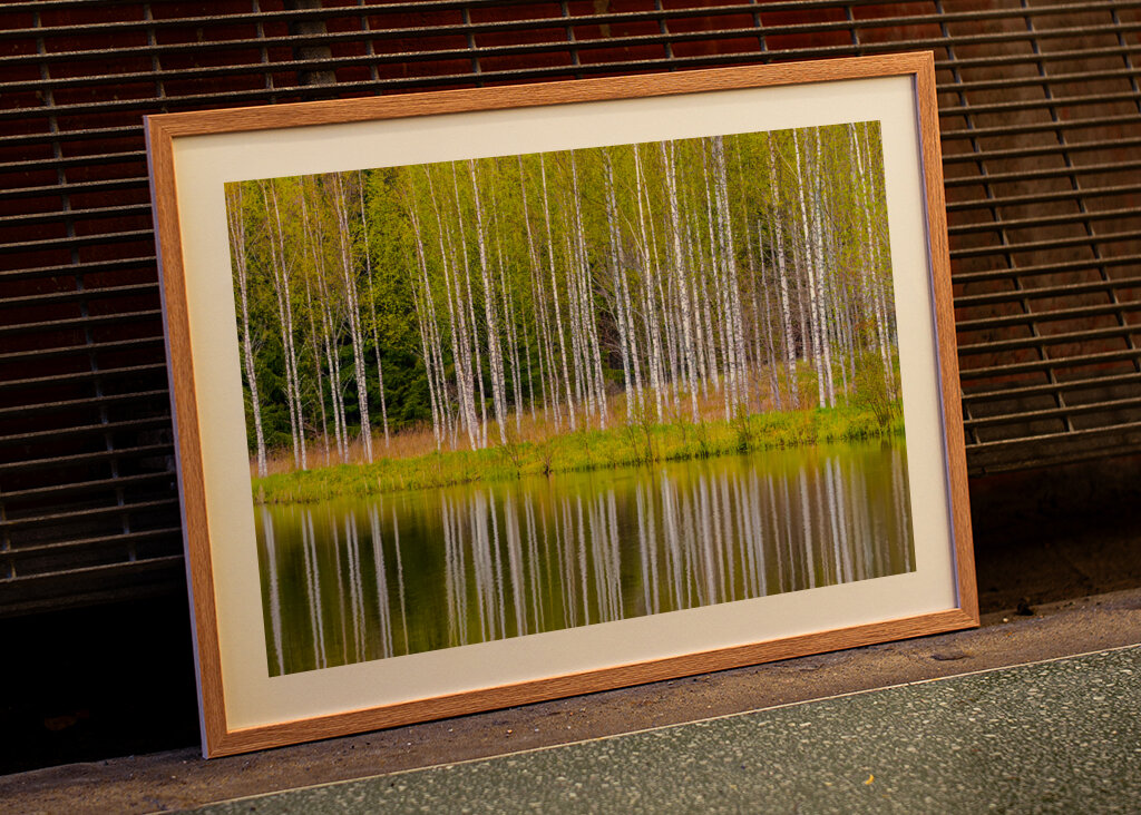 Birches self-reflecting 