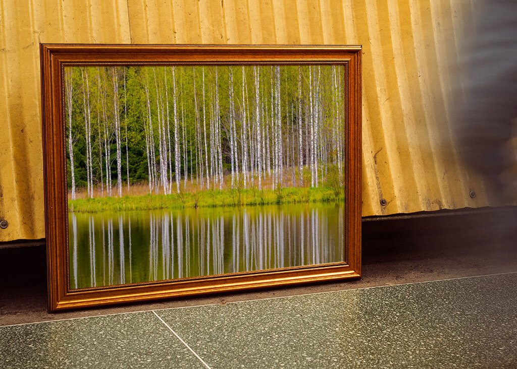 Birches self-reflecting 