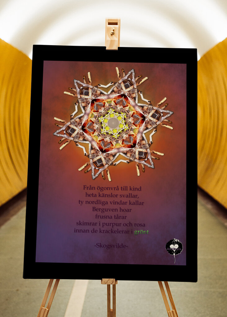 Gazing at the norden lights