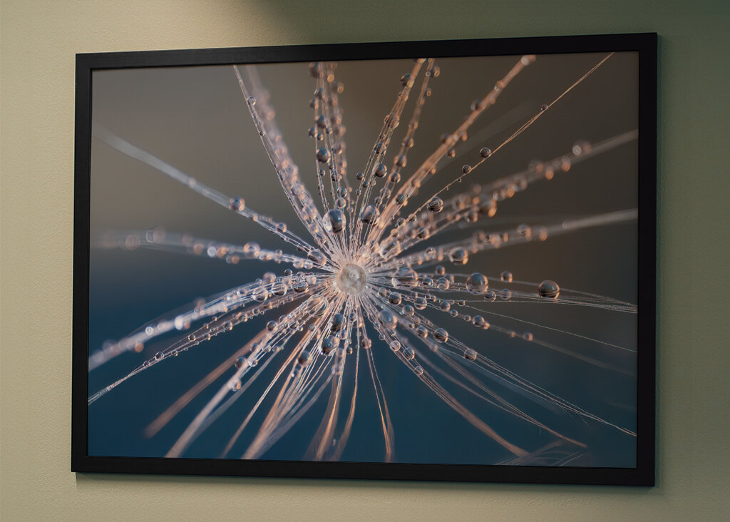 Ein Pusteblumen Schirmchen