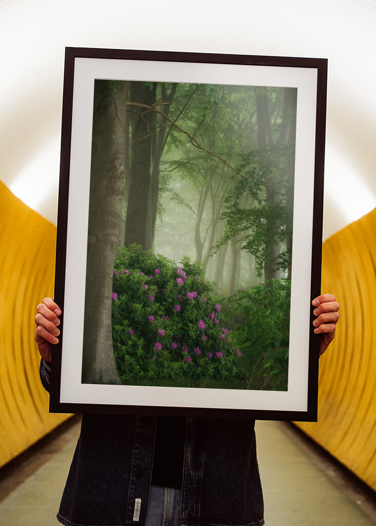 Rhododendrons in the mist