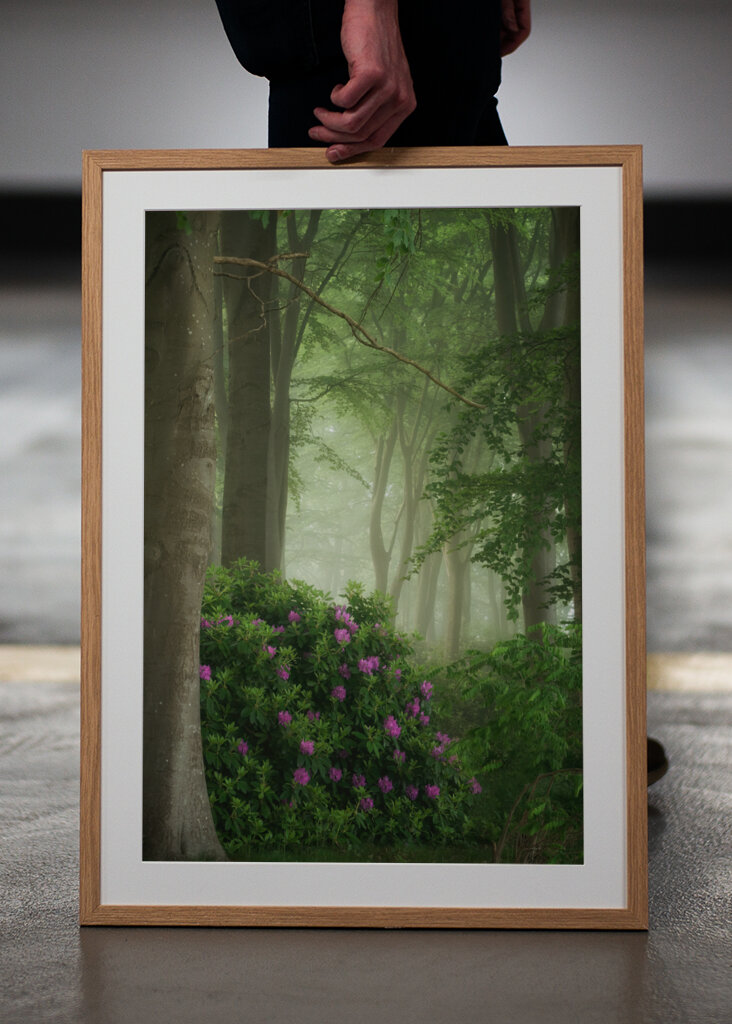 Rhododendrons in the mist