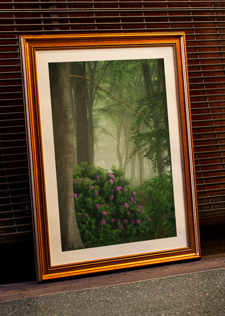Rhododendrons in the mist