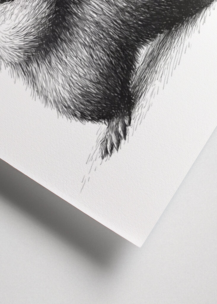 Procione - Rabbia nella pelliccia