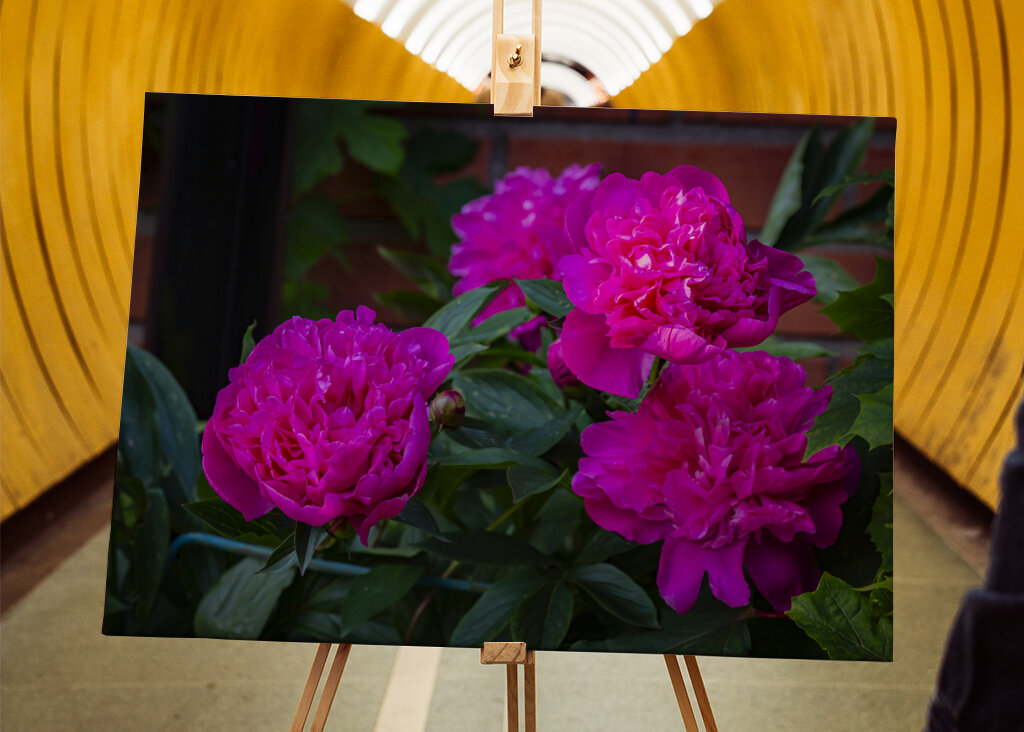 Peonies in blooming