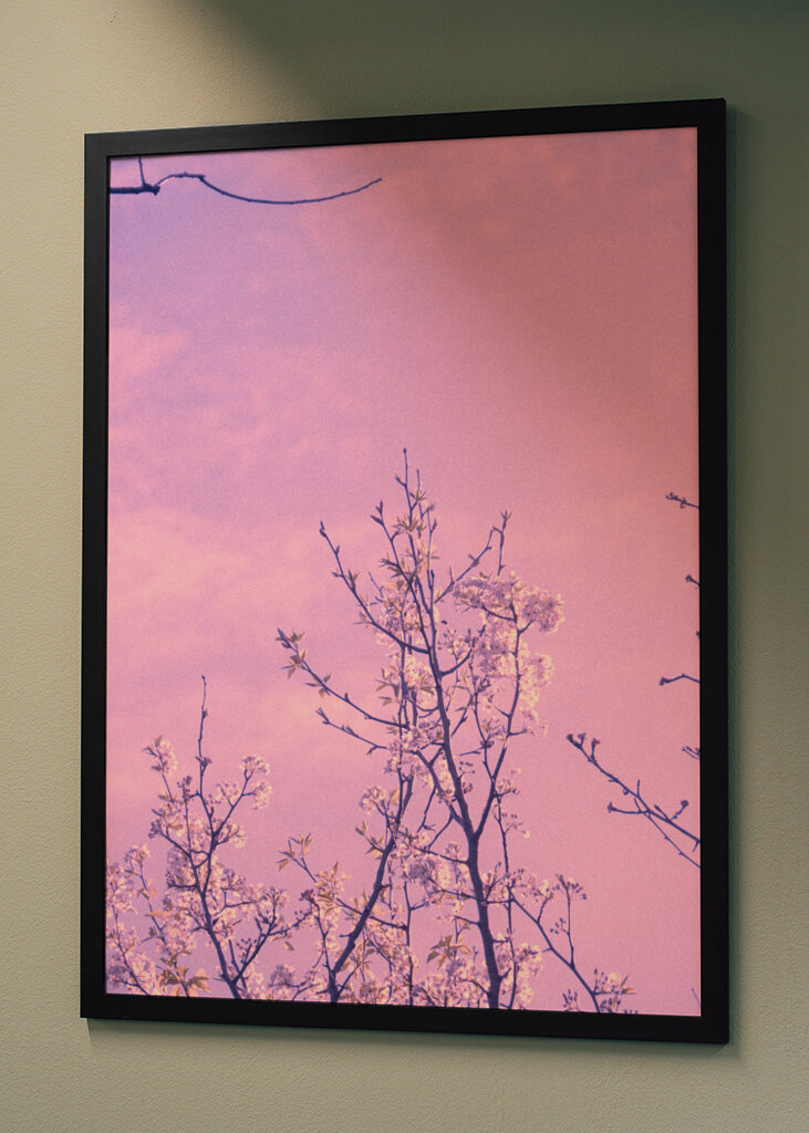 Blühen in einem rosa Himmel