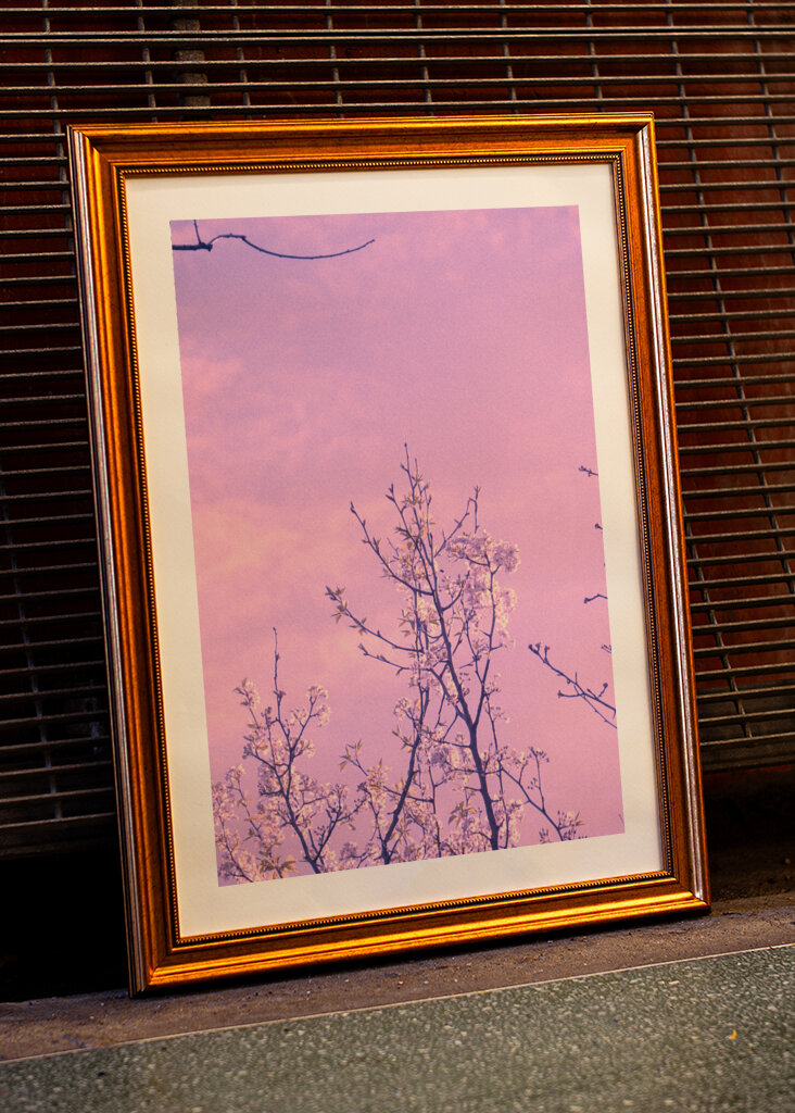 Blühen in einem rosa Himmel
