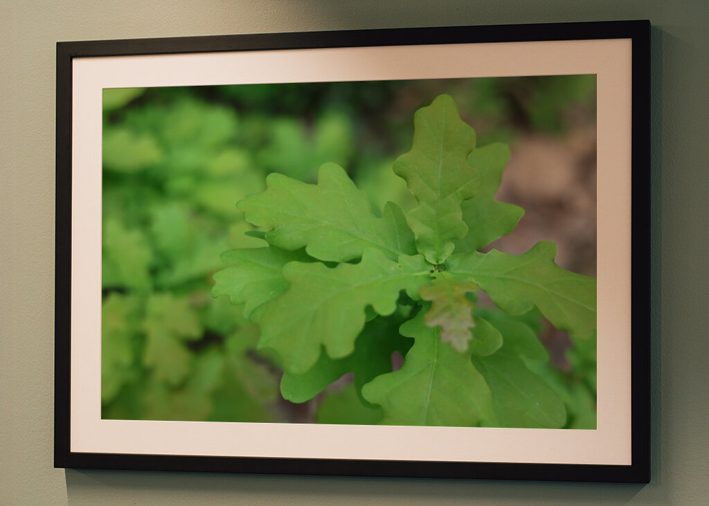 Spring oak leaves