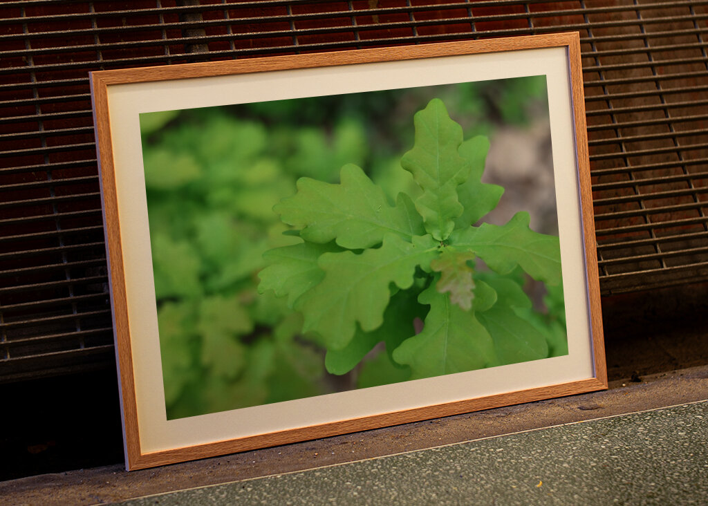 Spring oak leaves