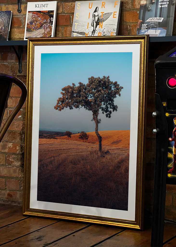 Chêne au coucher du soleil, Alentejo