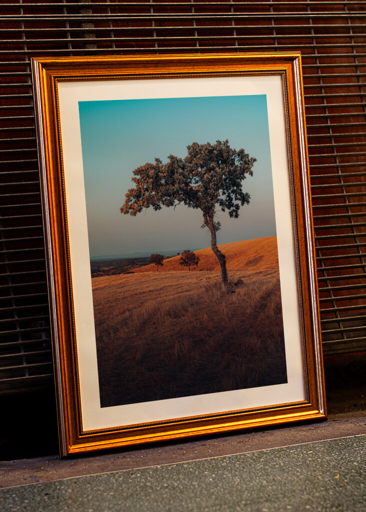 Chêne au coucher du soleil, Alentejo