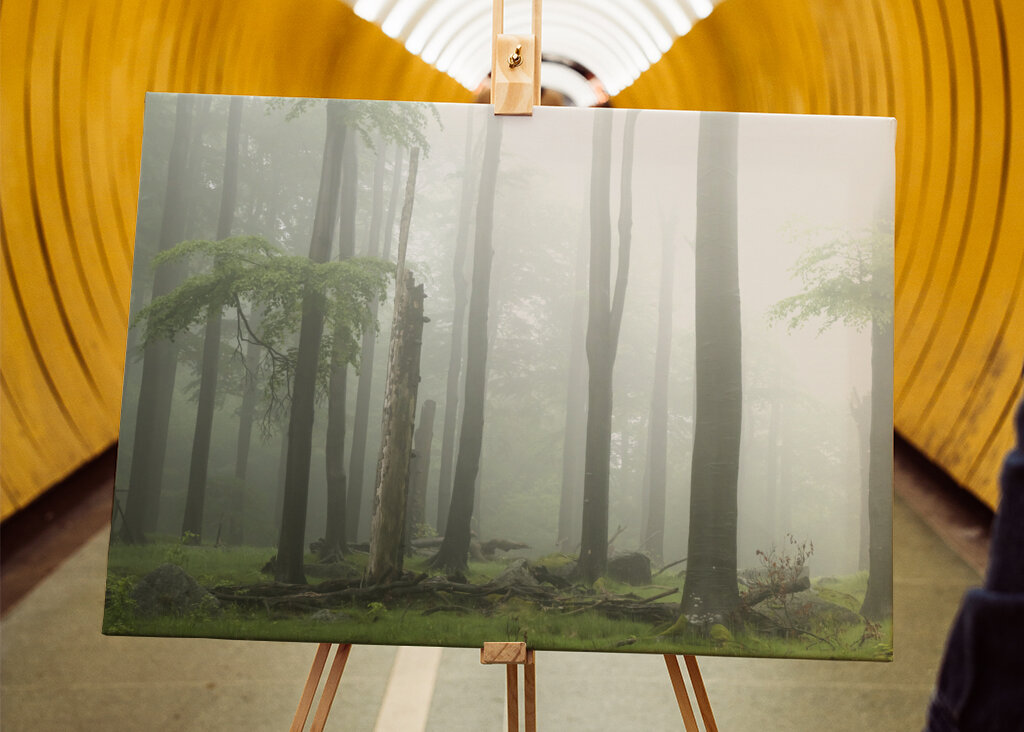 Mystical fog in the forest