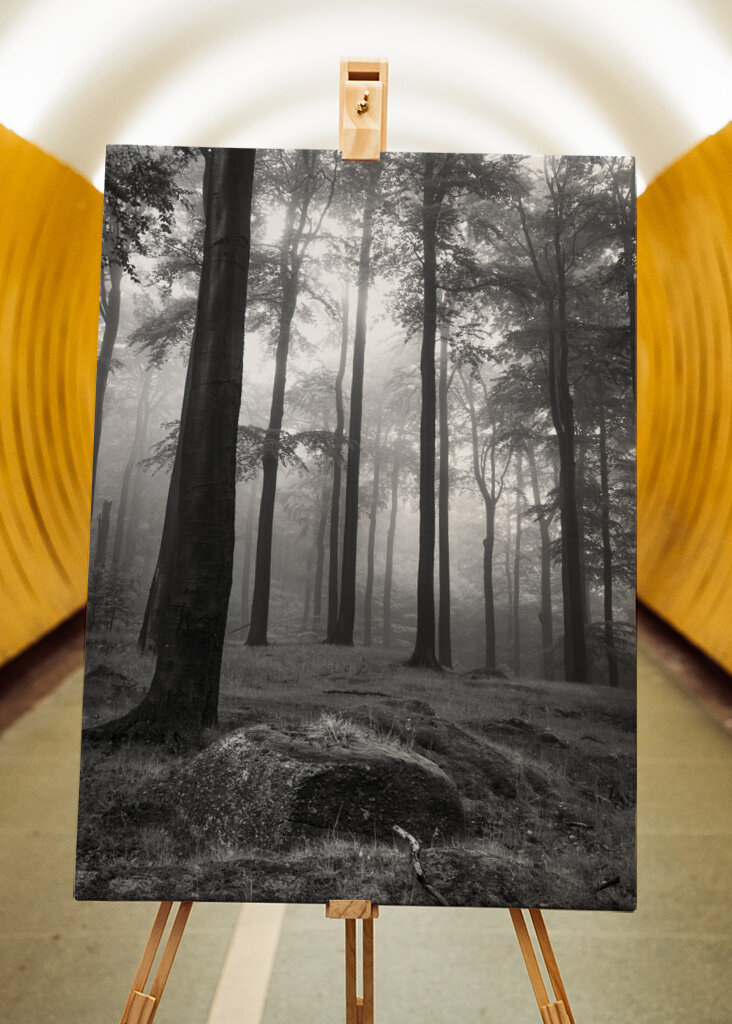 Mystical cloud forest