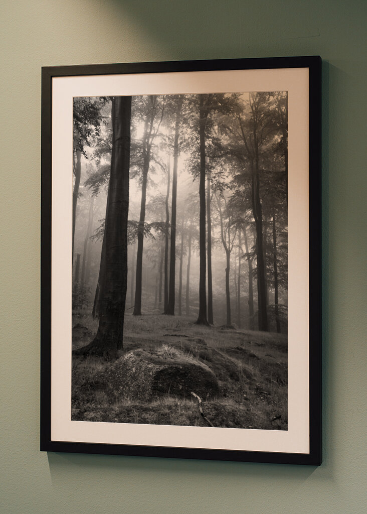 Mystical cloud forest
