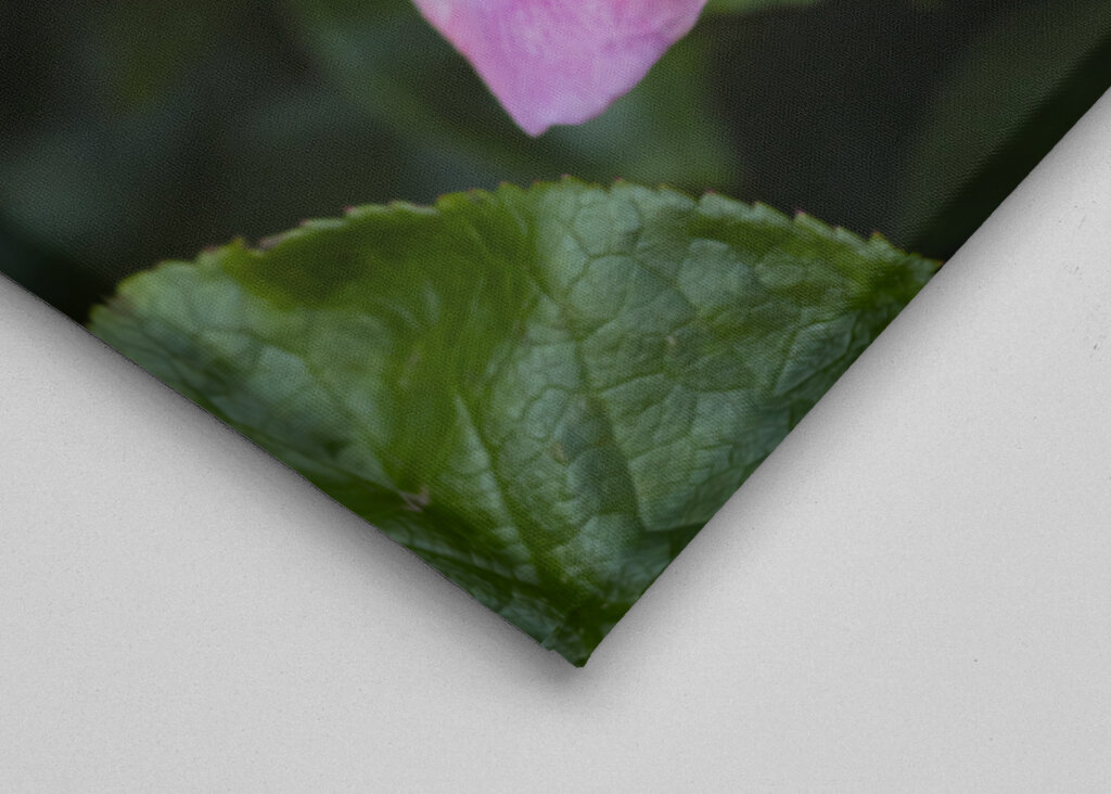 The Peace rose - midsummer