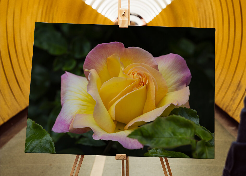 The Peace rose - midsummer