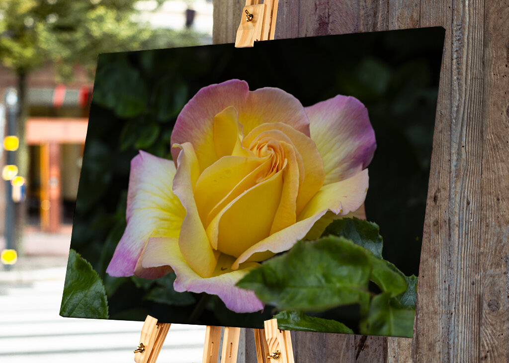 The Peace rose - midsummer