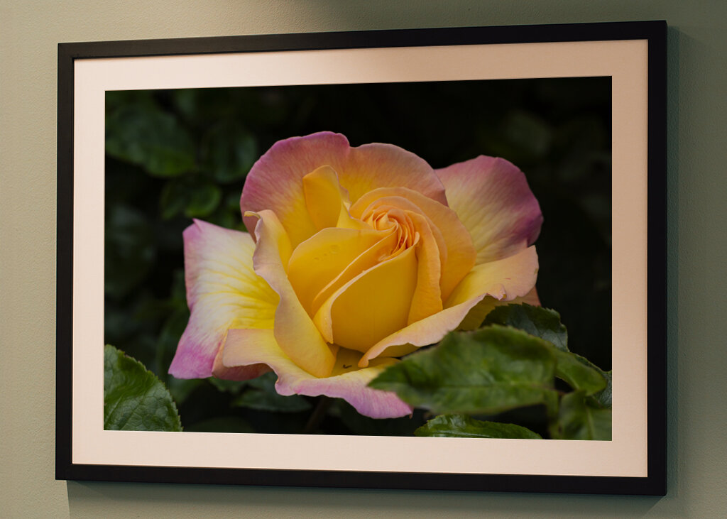 The Peace rose - midsummer