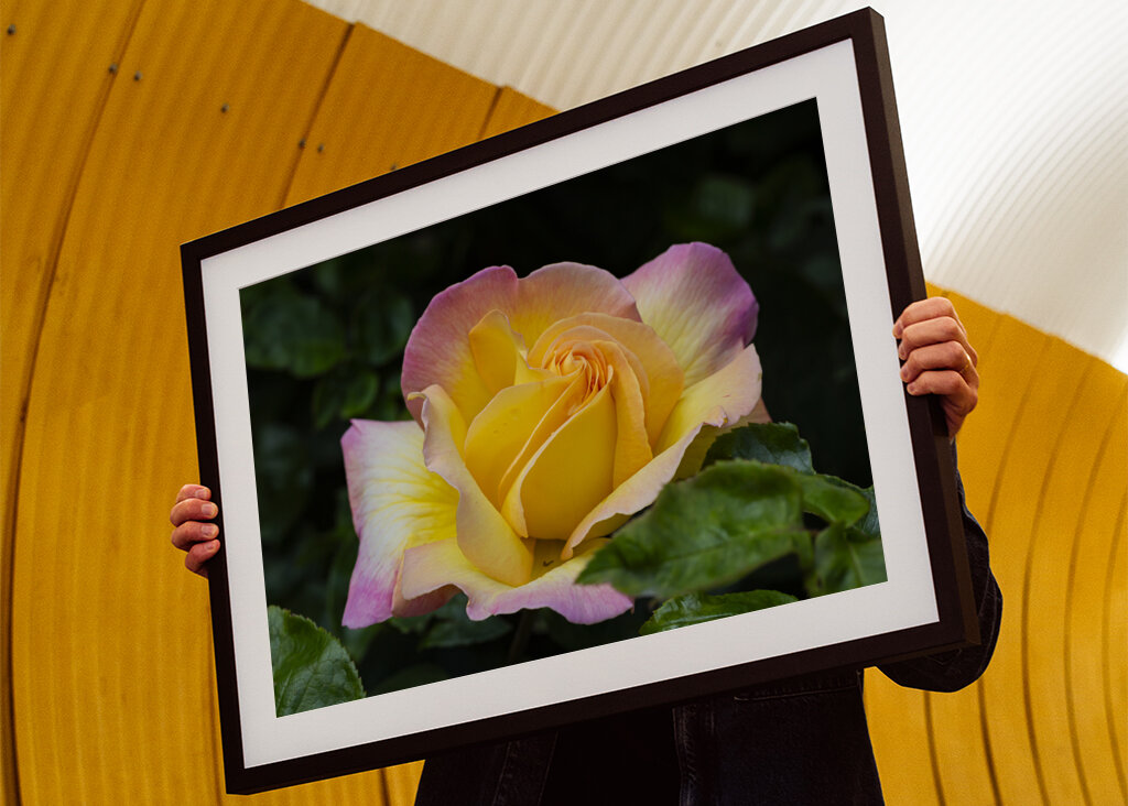 The Peace rose - midsummer