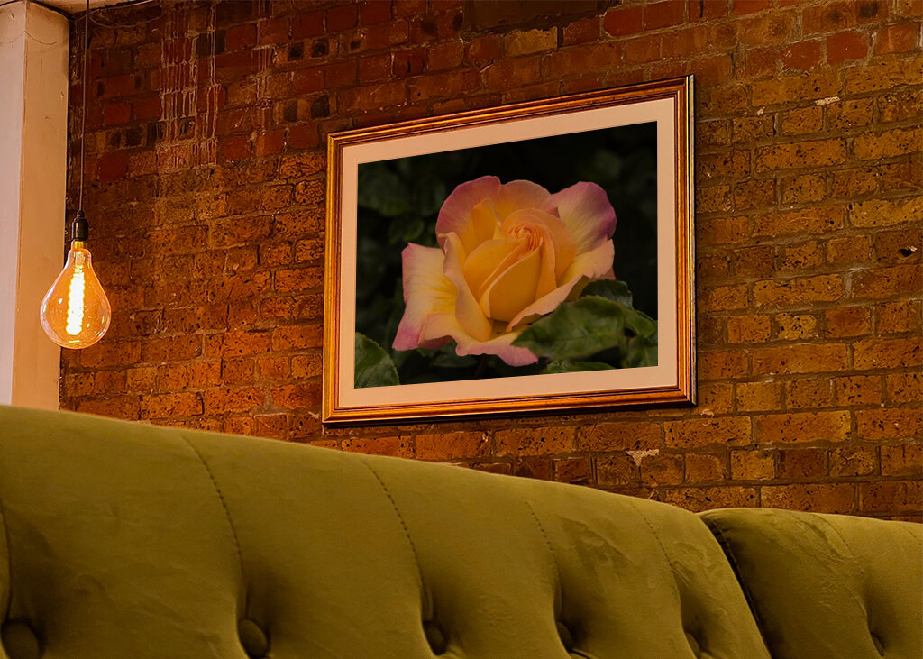 The Peace rose - midsummer