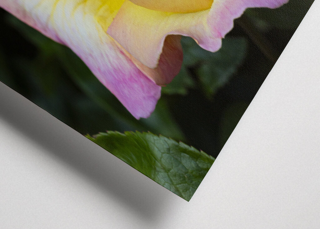 The Peace rose - midsummer