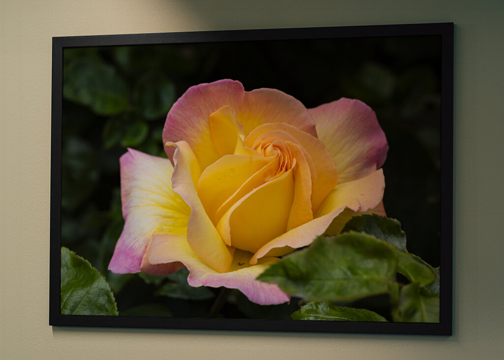 The Peace rose - midsummer