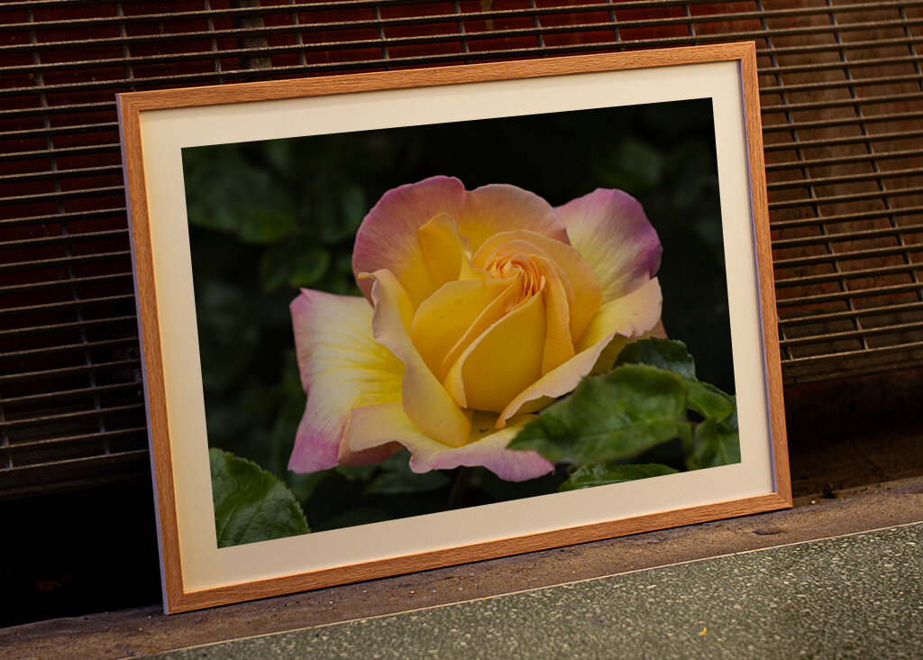 The Peace rose - midsummer