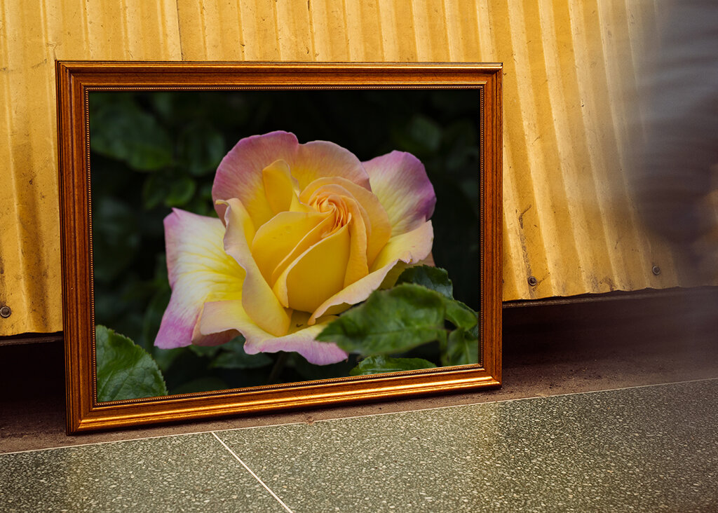 The Peace rose - midsummer