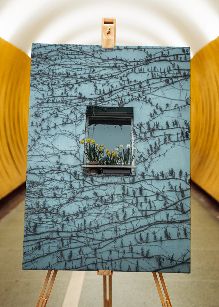 Påskeliljer i vinduet