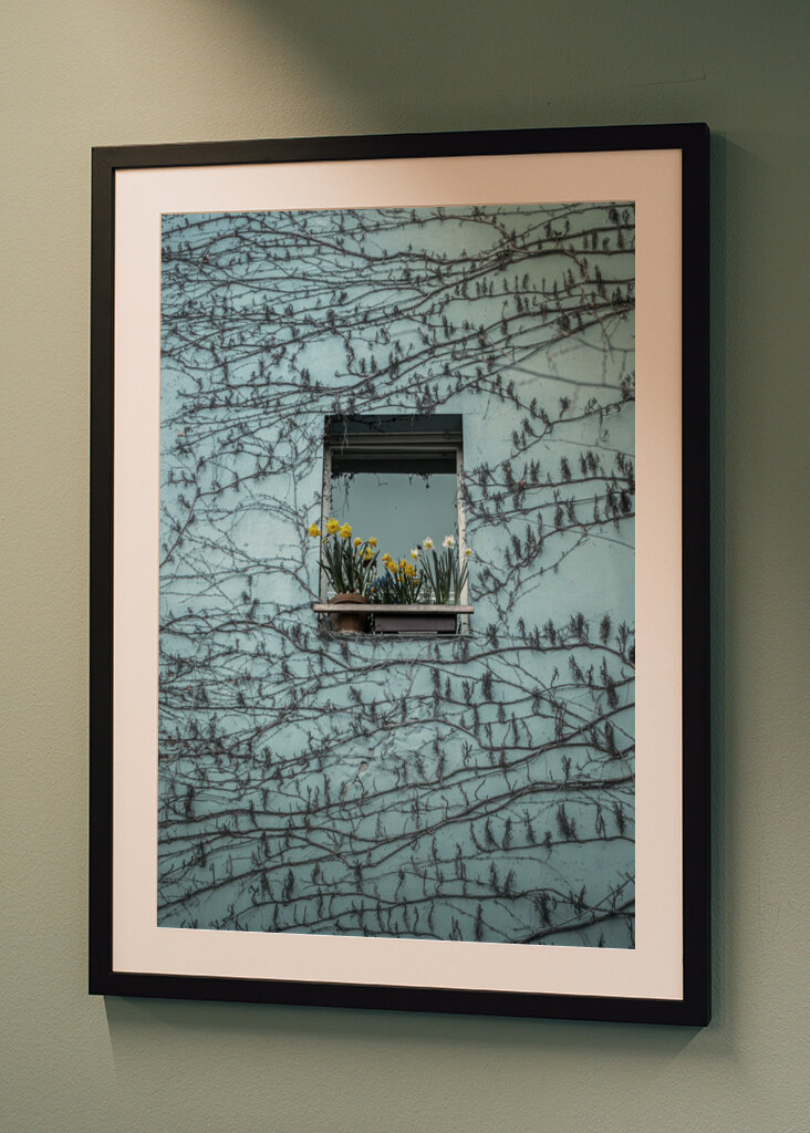 Påskeliljer i vinduet