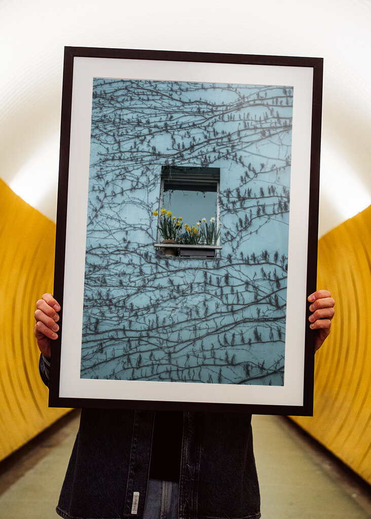 Påskeliljer i vinduet