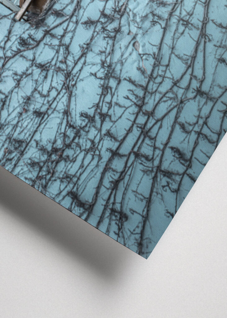 Påskeliljer i vinduet