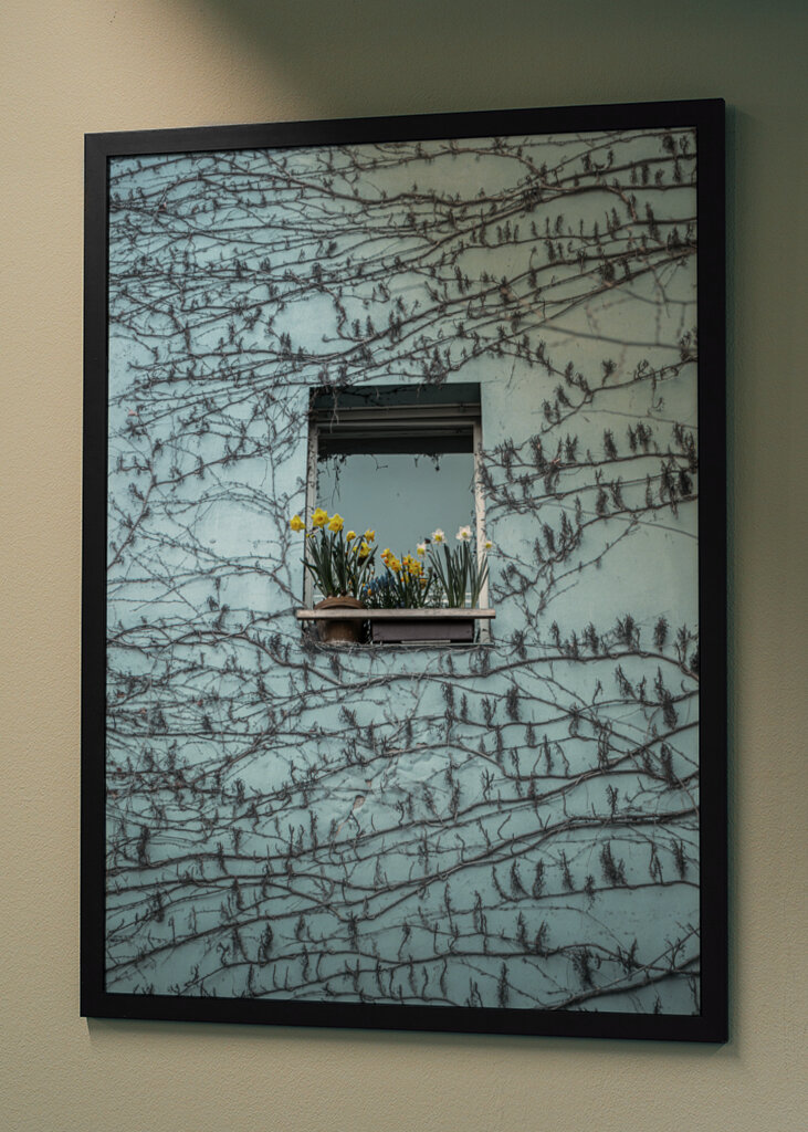 Påskeliljer i vinduet