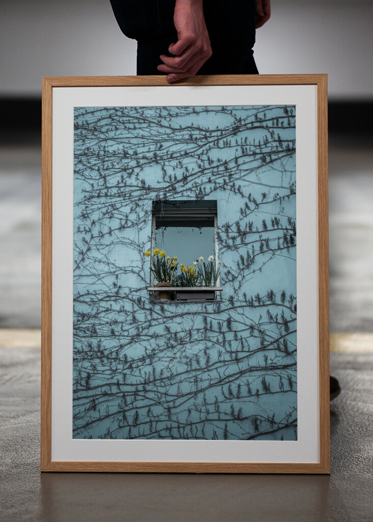 Påskeliljer i vinduet