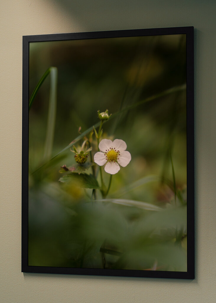 Vilde jordbær blomst 