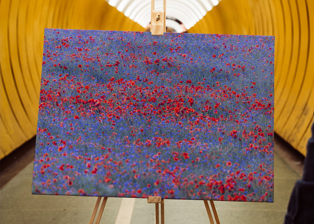 Red and blue flowers