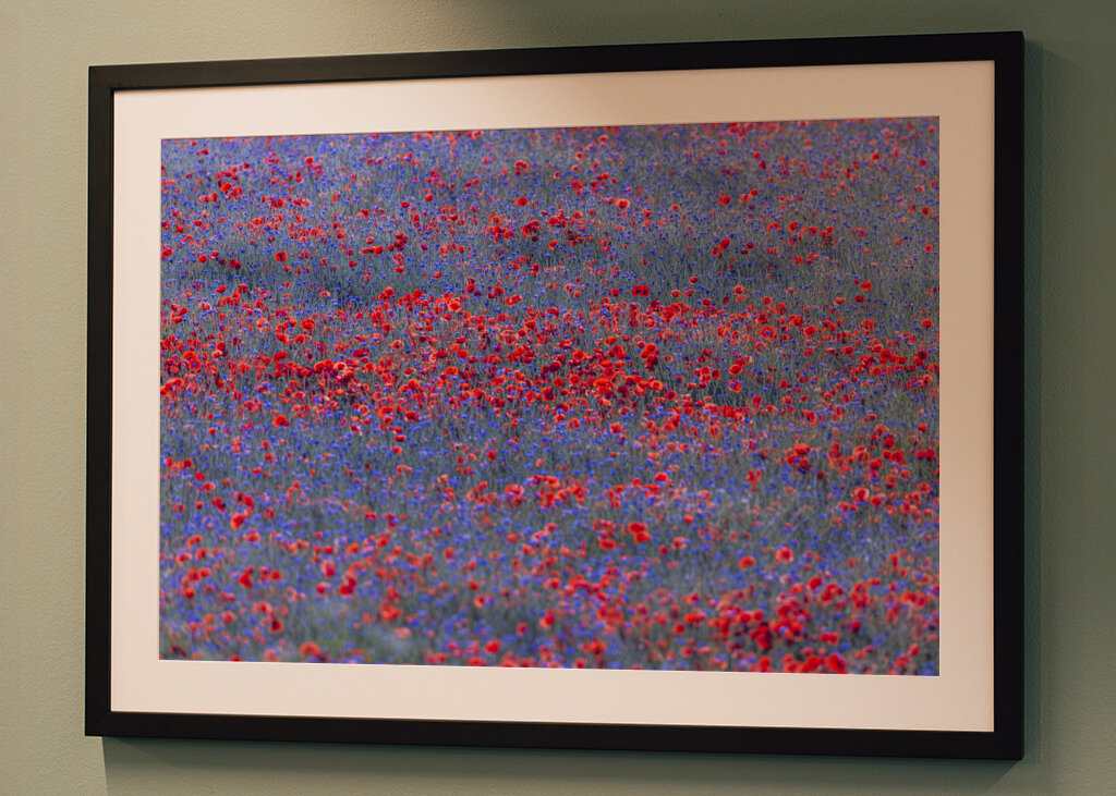 Red and blue flowers