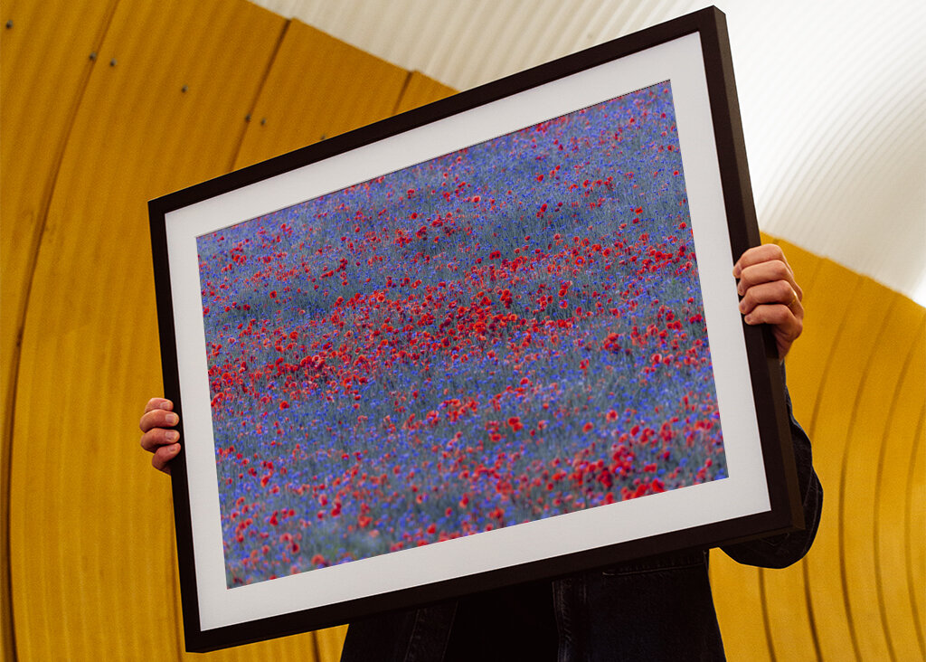 Red and blue flowers