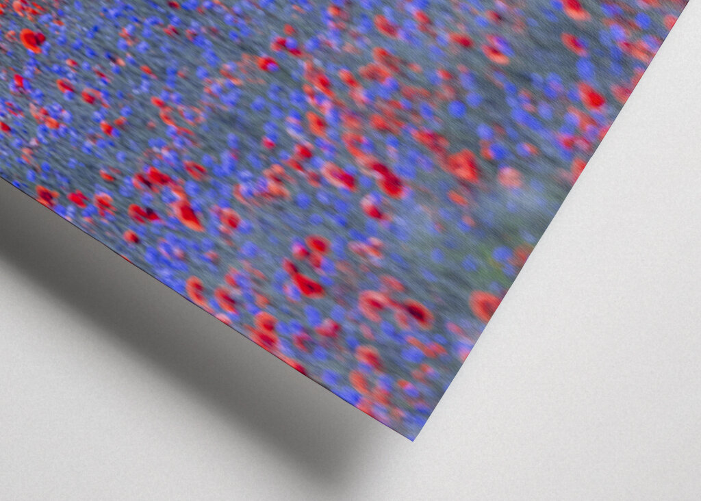 Red and blue flowers