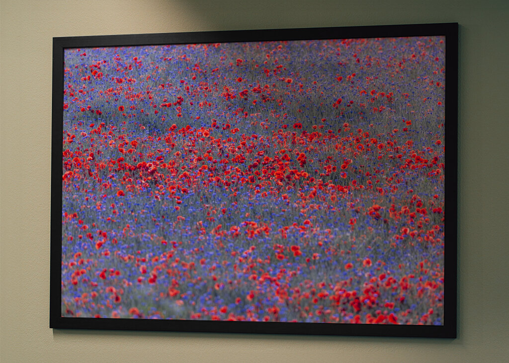Red and blue flowers