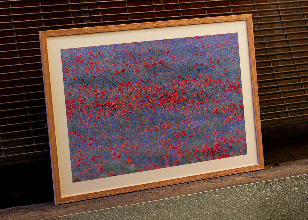 Red and blue flowers