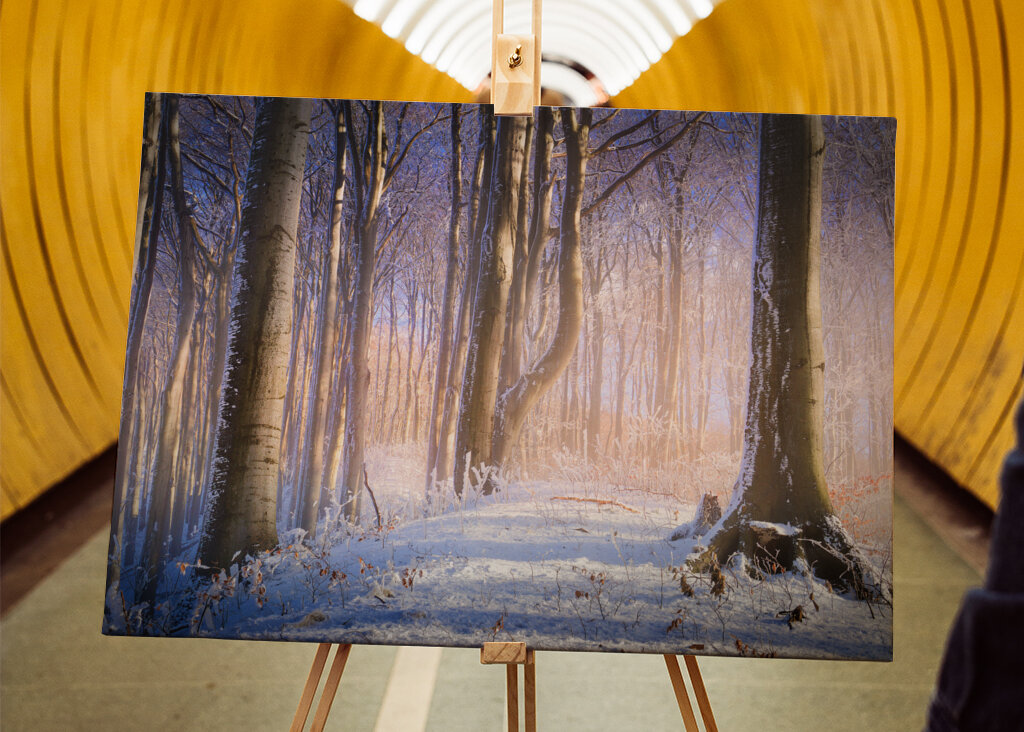 Neblig-sonniger Winterwald