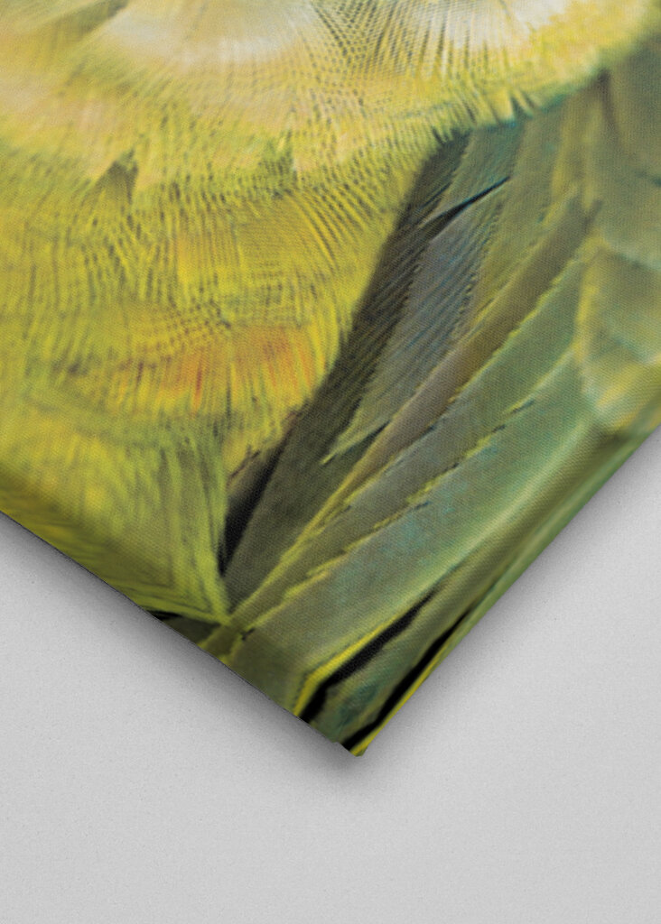 Vibrant Parrot Glance