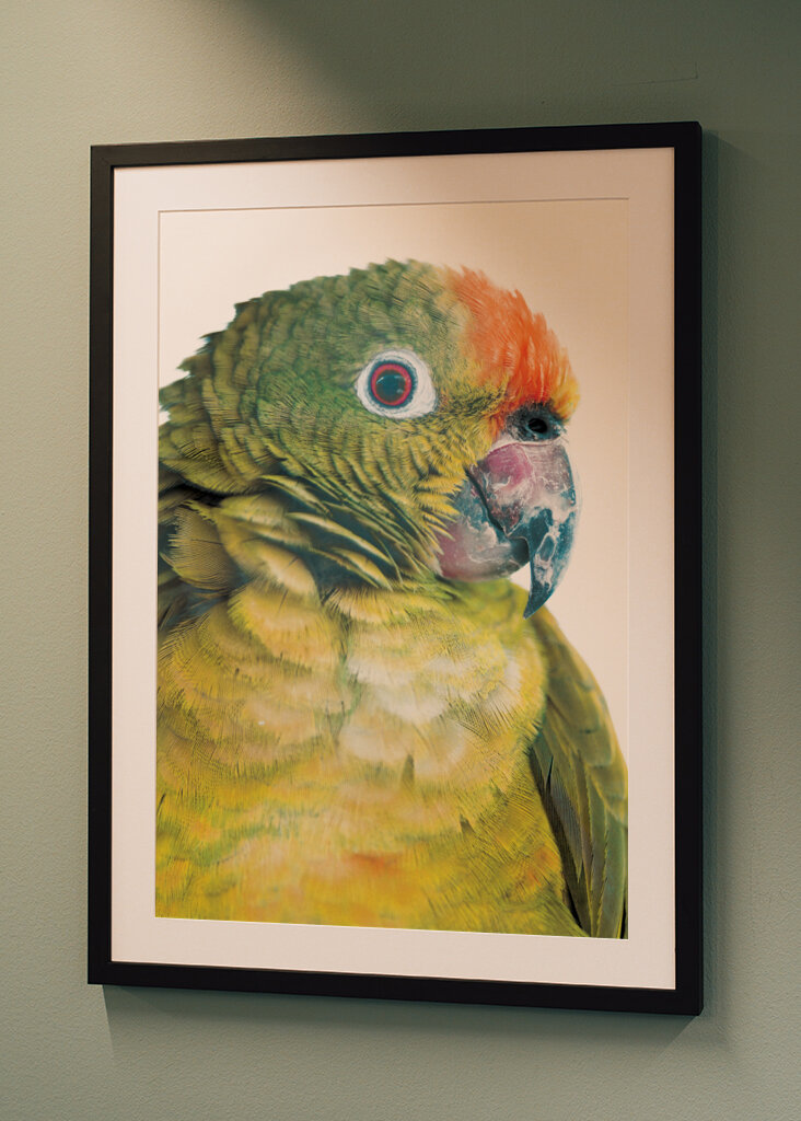 Vibrant Parrot Glance