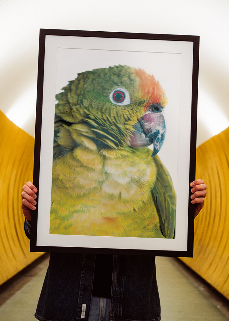 Vibrant Parrot Glance